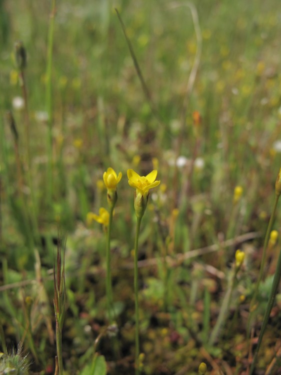 Cicendia filiformis